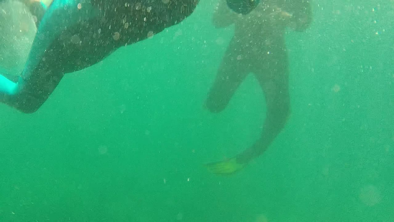 A partial wetsuited swimmer is cropped at the upper left in green underwater Cabo Pulmo water with suspended particles and no visible face.