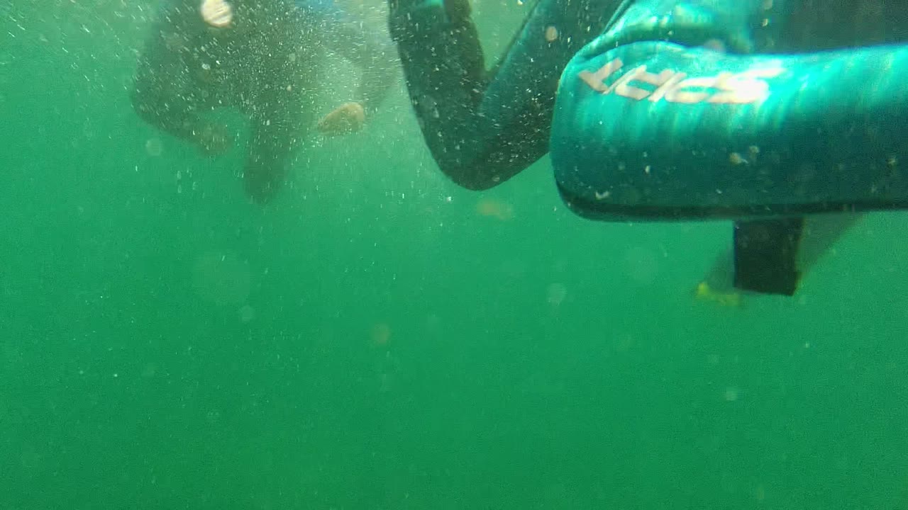 Two partial swimmers underwater in green water