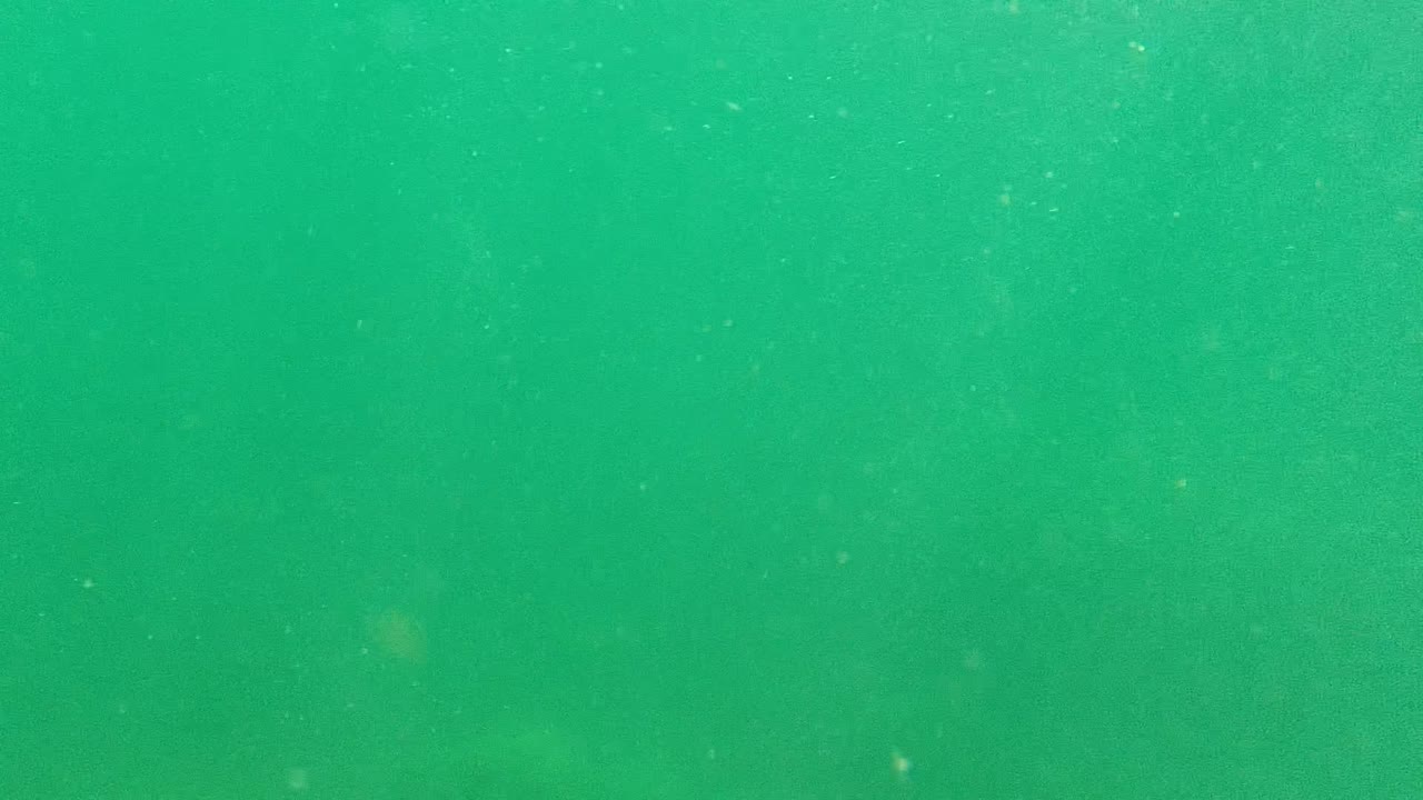 A cropped swimmer and a dark piece of swimming gear sit along the top of the Cabo Pulmo underwater frame, with most of the view filled by green particulate water.