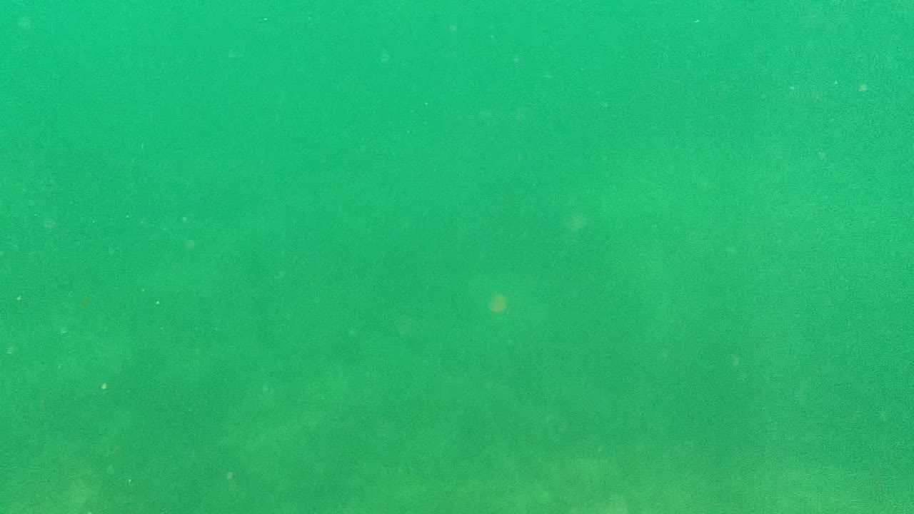 Underwater frame from Cabo Pulmo, Baja California Sur, showing green water with suspended particles and partial swimmer legs with yellow fins near the upper right edge.