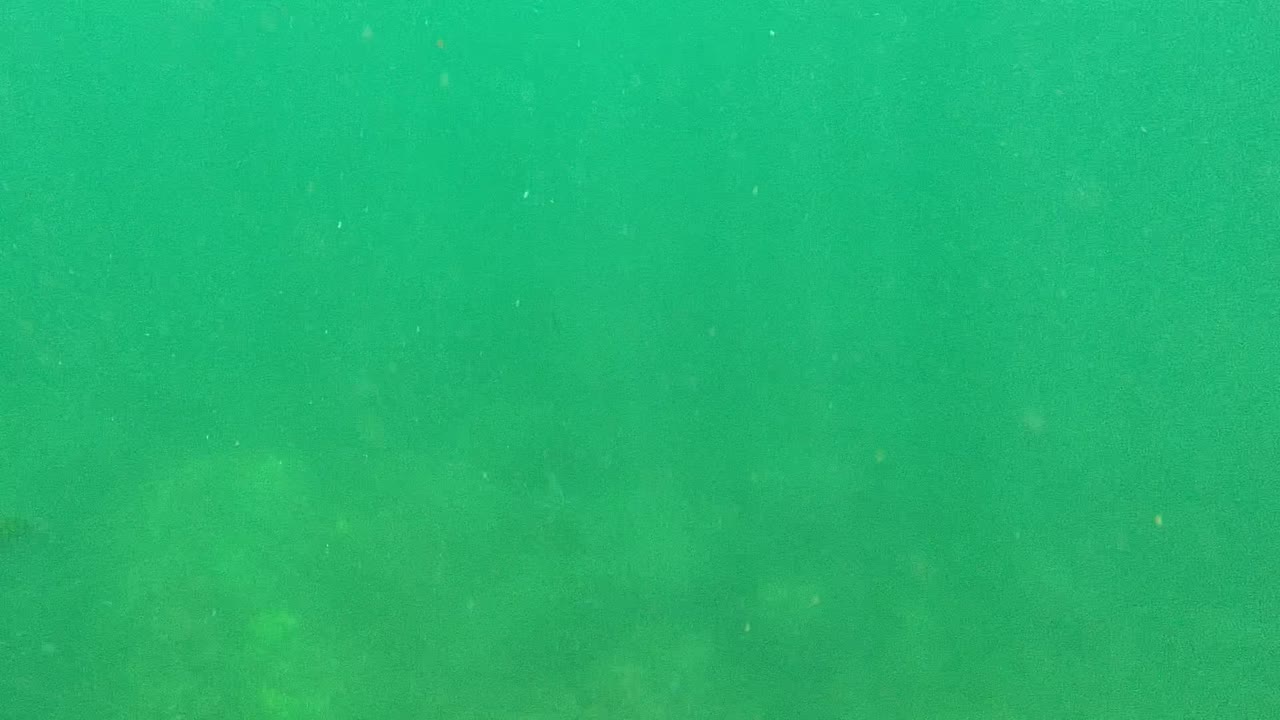 Green underwater frame with hazy water and a partial swimmer near the top right.