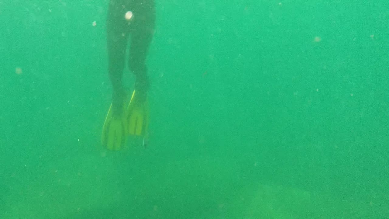 Green underwater Cabo Pulmo frame with suspended particles and a swimmer's lower legs and fins visible near the upper right, with the seabed faintly behind.