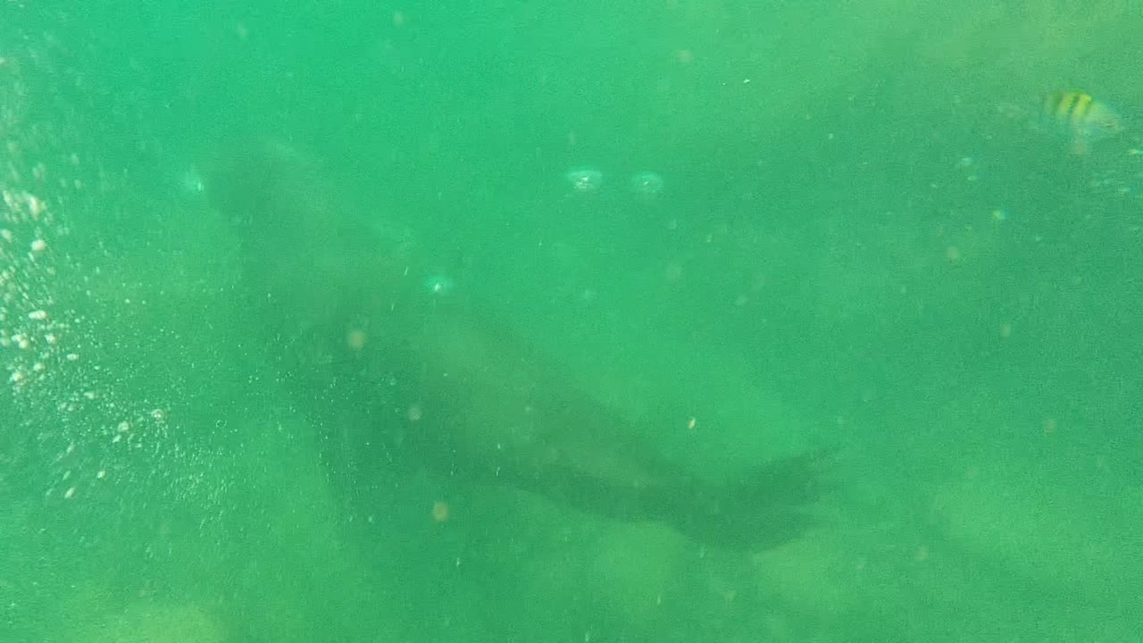 A sea lion is visible on the left side of green underwater Cabo Pulmo water, with bubbles, suspended particles, and small striped fish nearby, no visible people.