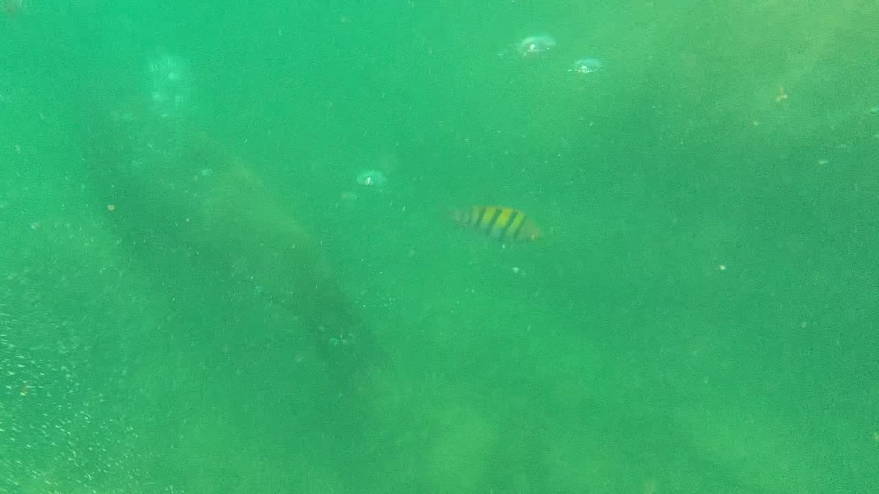 Sea lion body fading into green water with fish above
