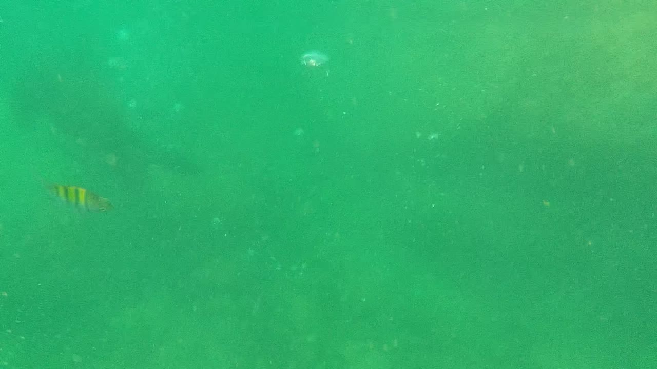 Small yellow-striped fish are suspended in green Cabo Pulmo water while the sea lion is no longer clearly visible, with particles and soft background shapes, no visible people.