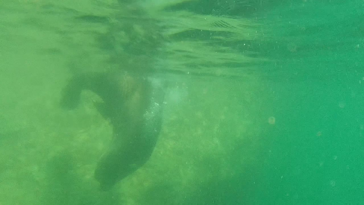 A manatee is partly visible near the left side of the frame in green shallow water at Cabo Pulmo, with sandy bottom below and no visible people.