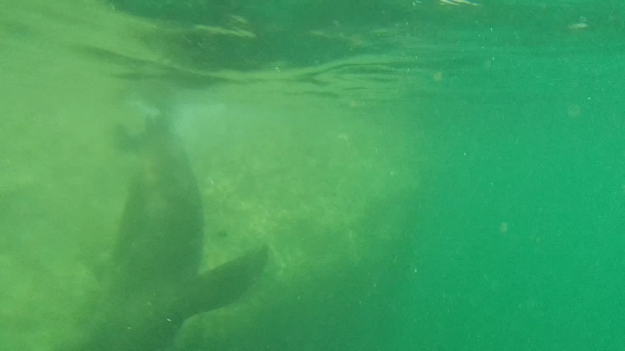 Manatee body and flipper seen beneath rippled green water.