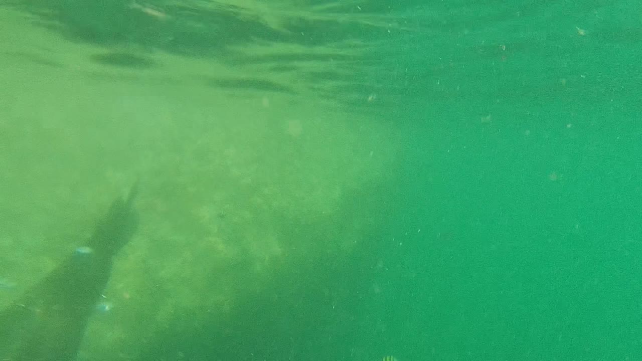 The manatee continues across the shallow Cabo Pulmo water, with its body partly obscured by green haze and no visible people.