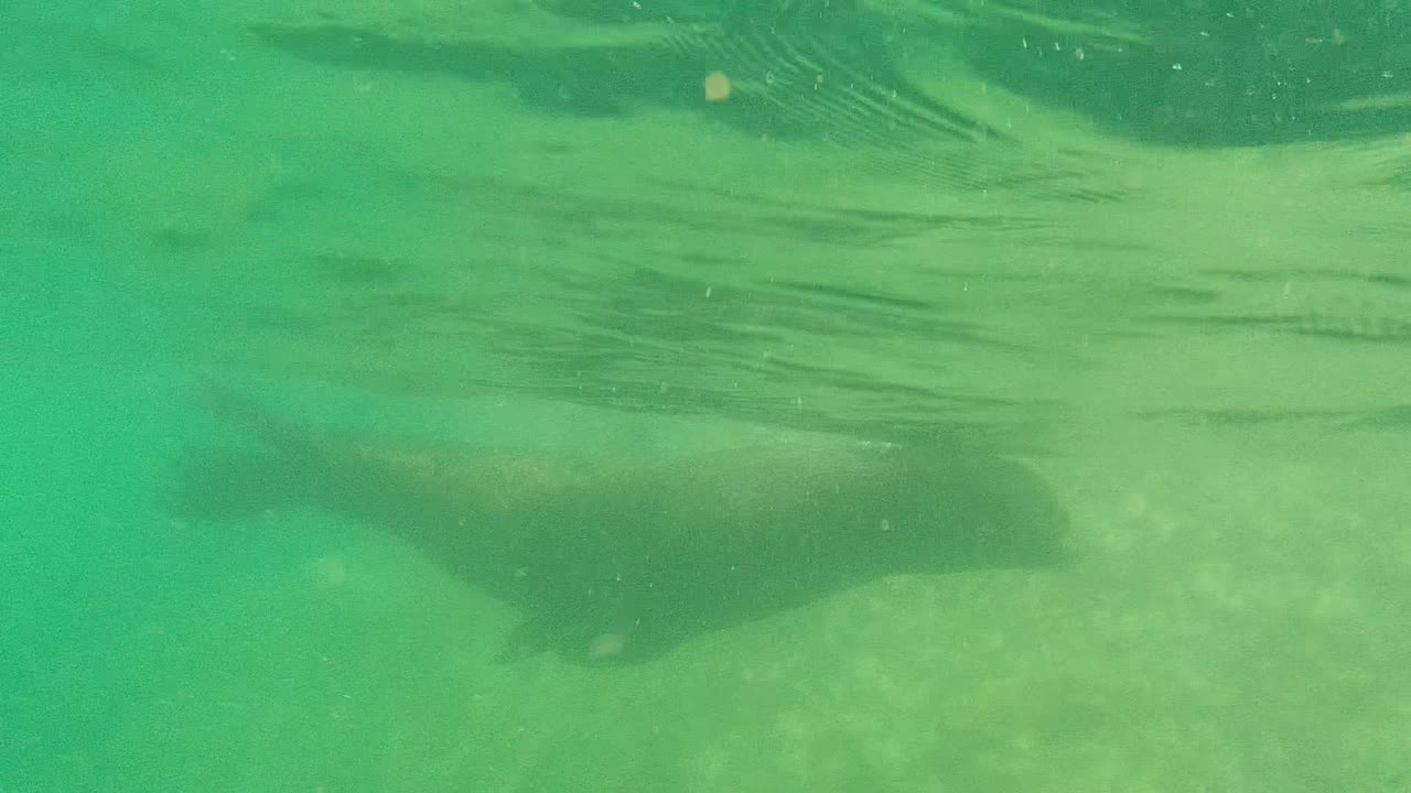 A sea lion appears underwater in Cabo Pulmo green water, partly left of center near the rippled surface above a pale seabed, with no visible people.