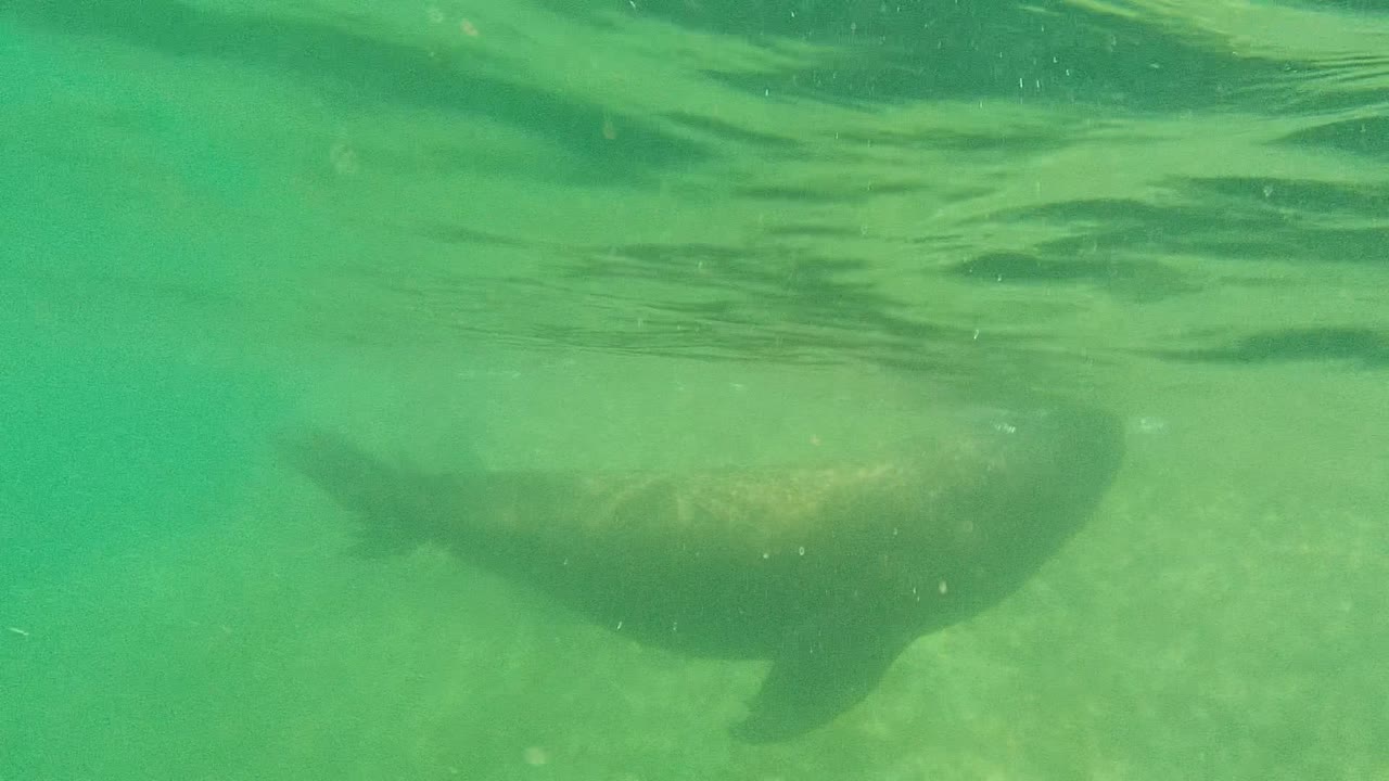 Sea lion body gliding under the water surface.