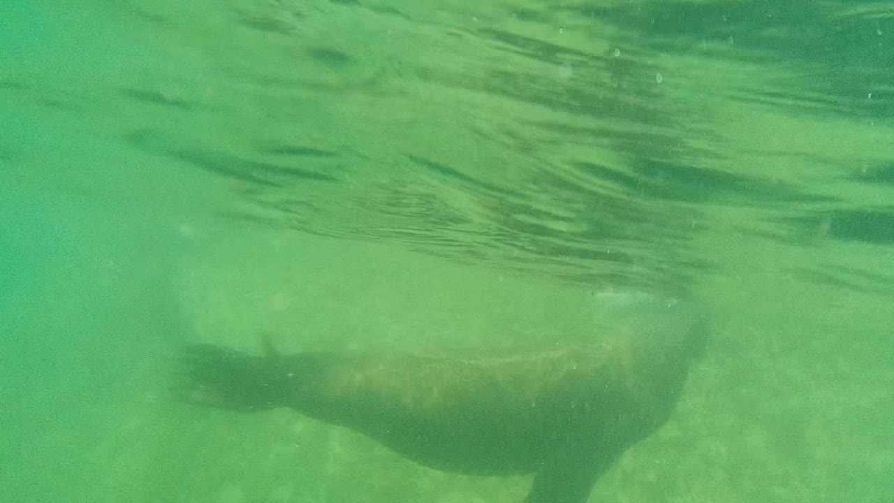 A sea lion continues across the frame in Cabo Pulmo clear green water, with its underside and tail area visible against the seabed and no visible people.