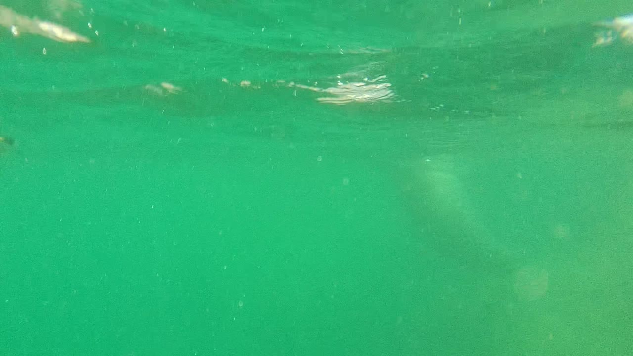A faint seal shape appears near the upper center of green underwater water in Cabo Pulmo, with surface shimmer above and no visible people.