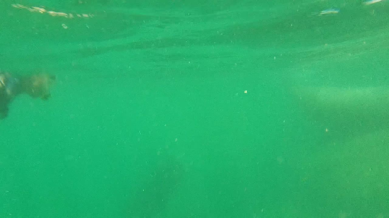 Seal body partially visible in green water with particles suspended around it.