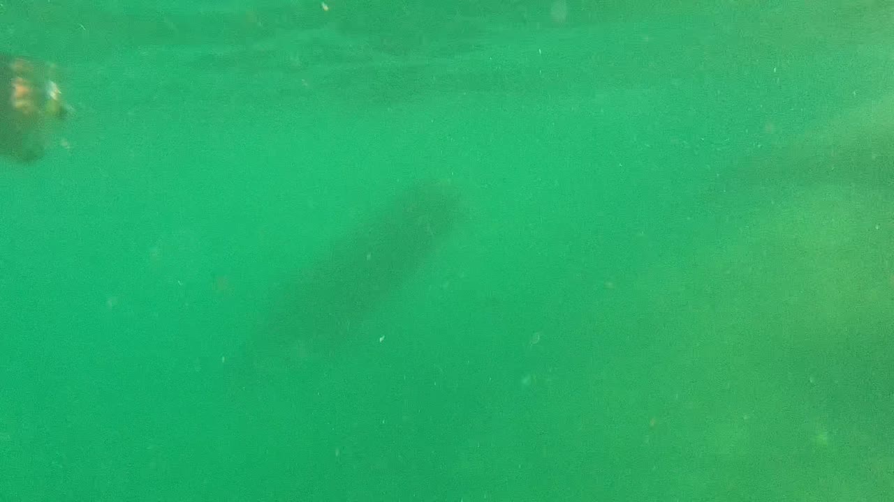 A blurred seal form sits near the upper right of the Cabo Pulmo underwater frame, with diffuse green water and no visible people.