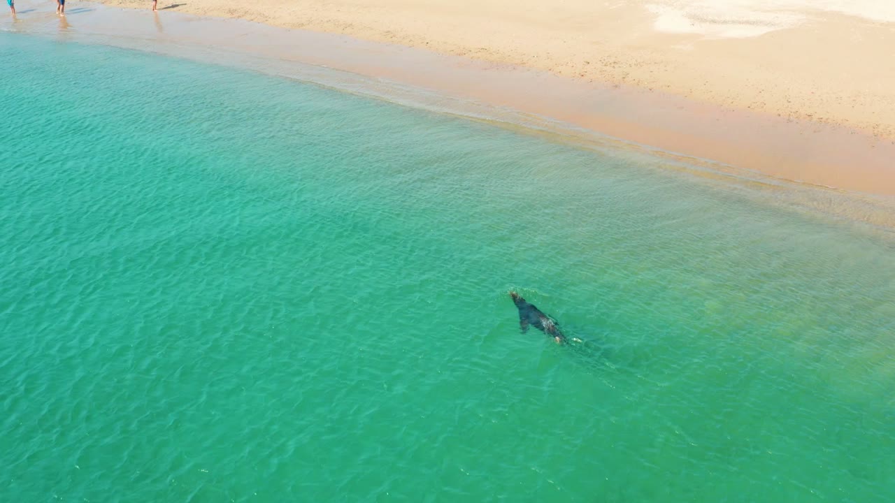 A whale is visible below clear turquoise water near the sandy shore at Los Frailes, Los Cabos, with no visible people in the frame.