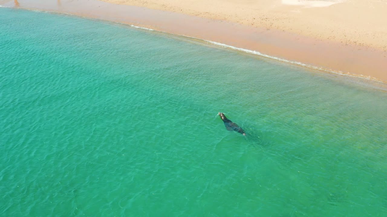 Whale closer to shore in clear green-blue water