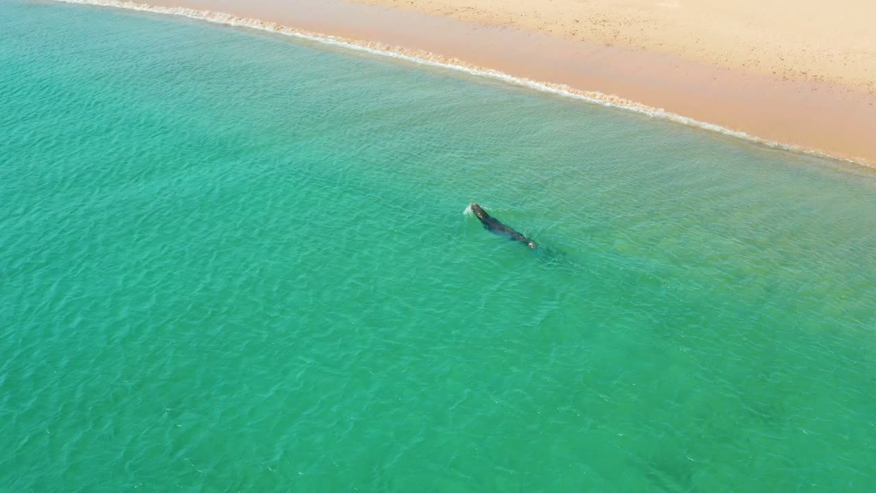 A dark whale shape travels parallel to the Los Frailes shoreline in clear turquoise water, with pale sand at the top of frame and no visible people.