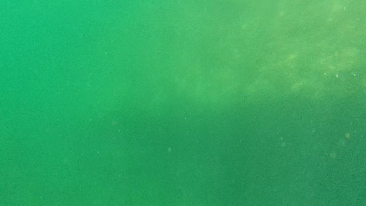 Murky green water with small floating particles under a pale surface area.
