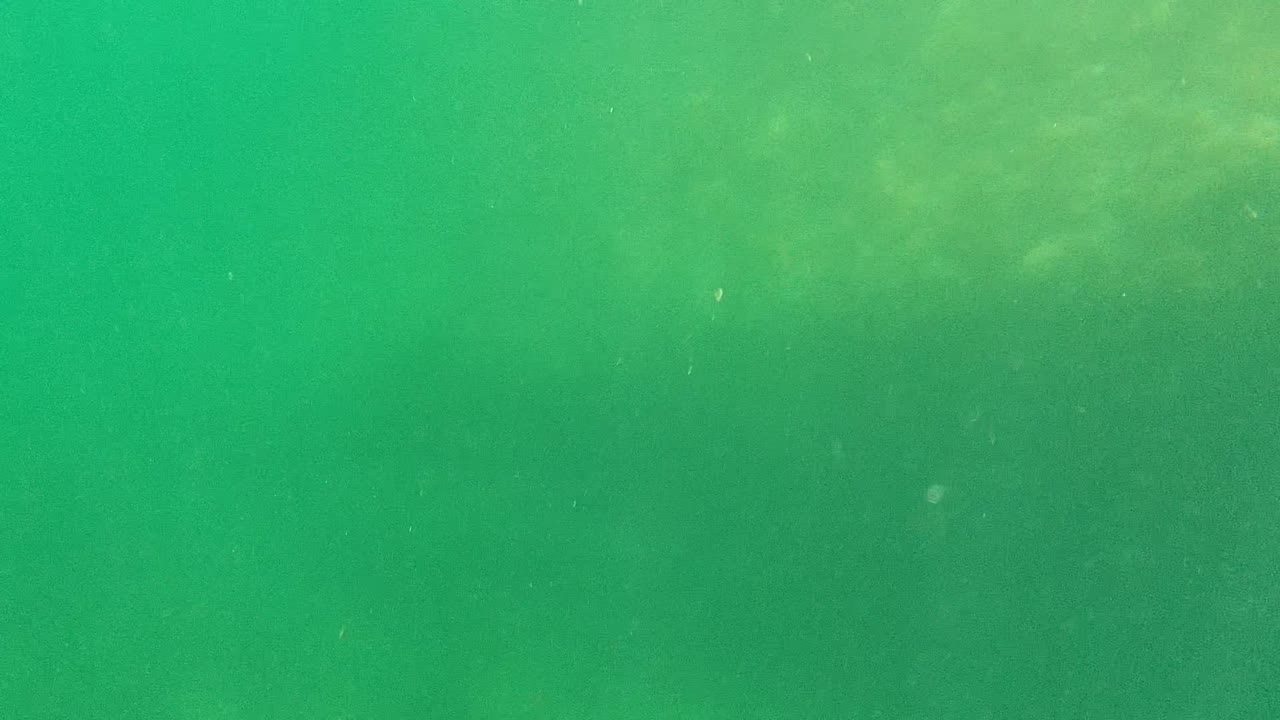 Diffuse green underwater light fills the Cabo Pulmo frame, with tiny suspended specks visible against the water and no visible people or objects.