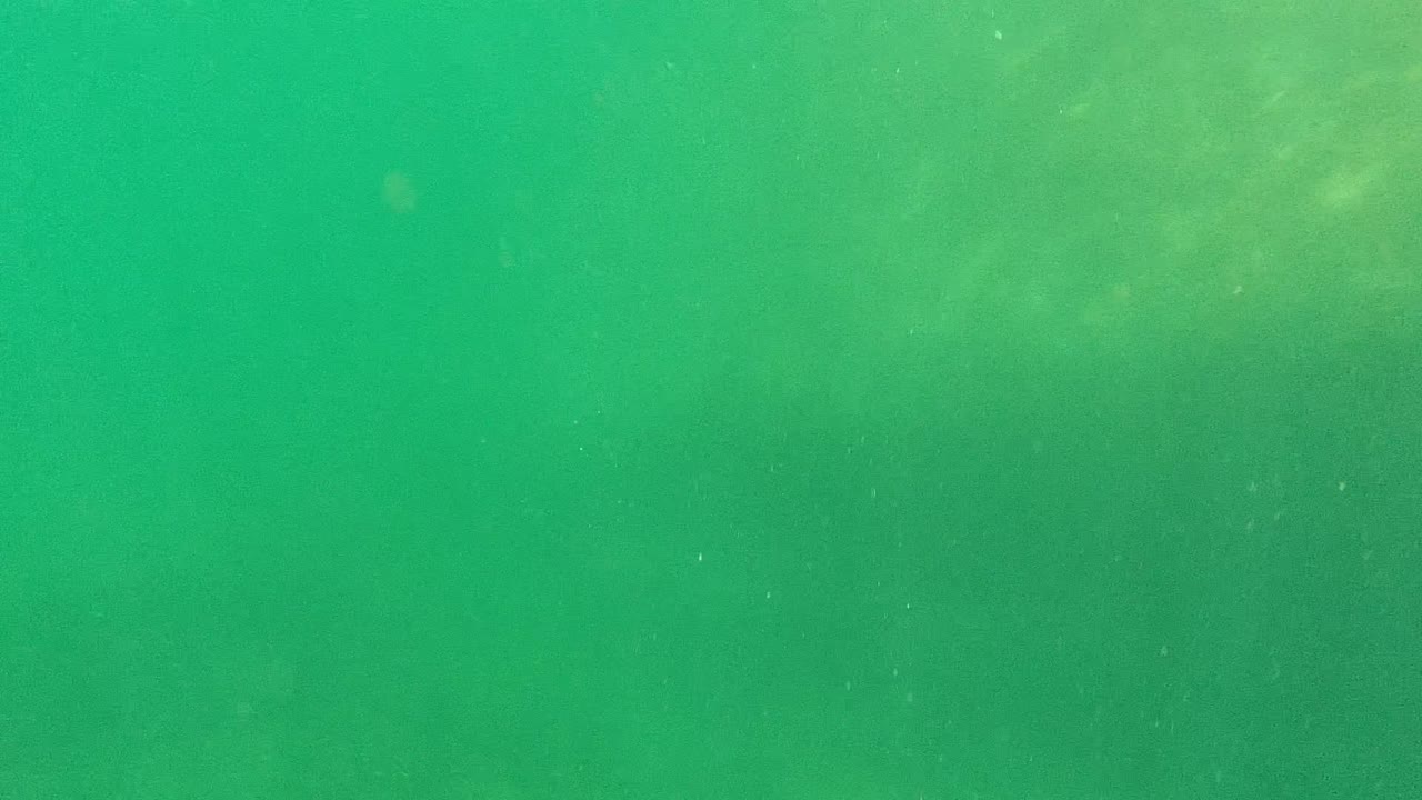 Underwater view in Cabo Pulmo, Baja California Sur, with green murky water, a faint fish silhouette near the upper right surface, and no visible people.