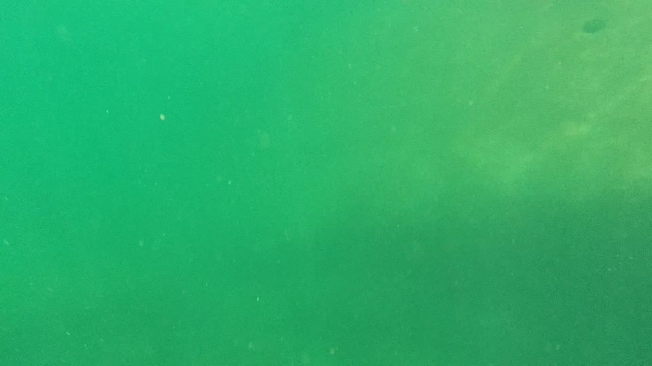 Murky green water with a darker fish silhouette close to the top edge.