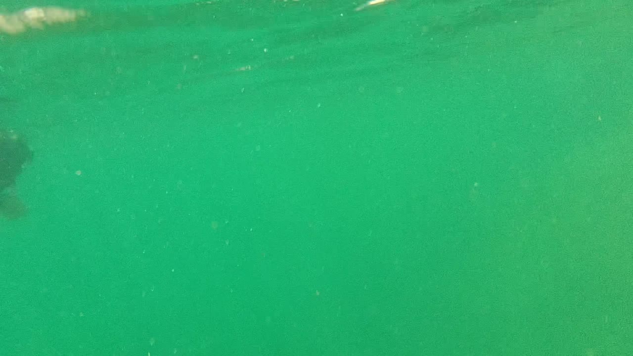 The fish shape is softer and more obscured near the top center of the Cabo Pulmo underwater frame, with green haze and no visible people.