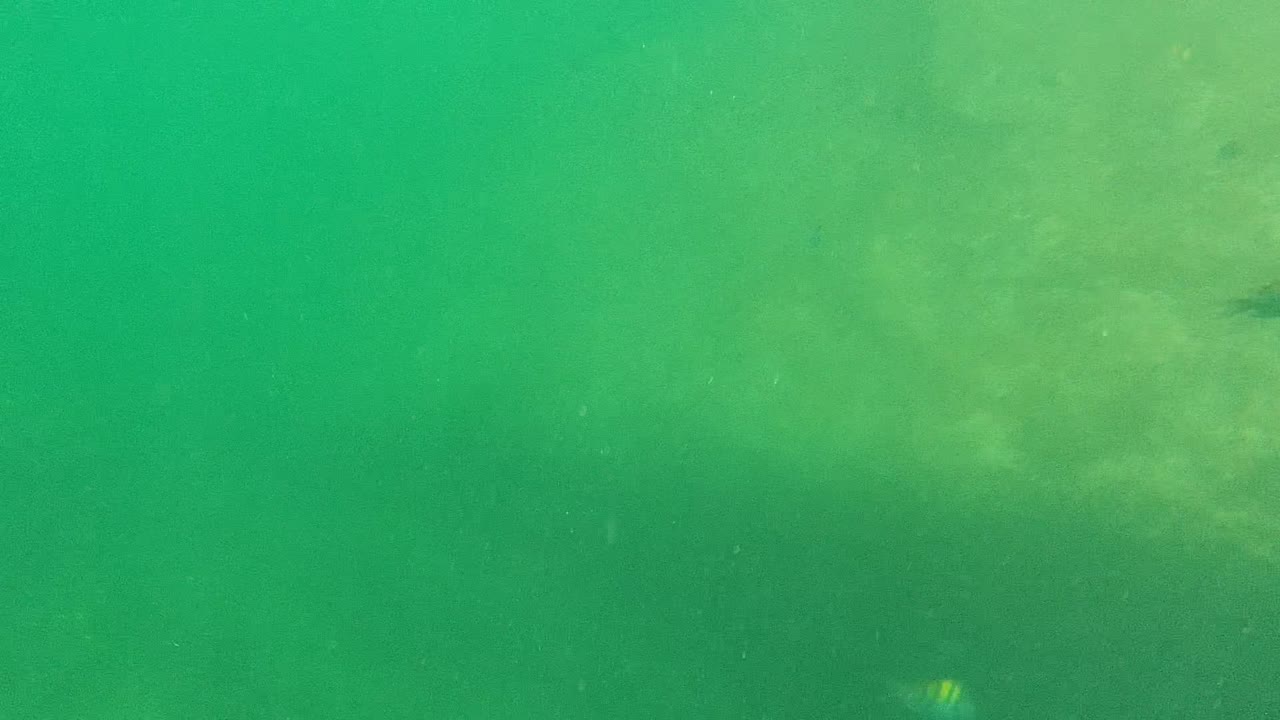 Green-tinted underwater view in Cabo Pulmo with a faint sandy bottom below the surface haze and no visible people.