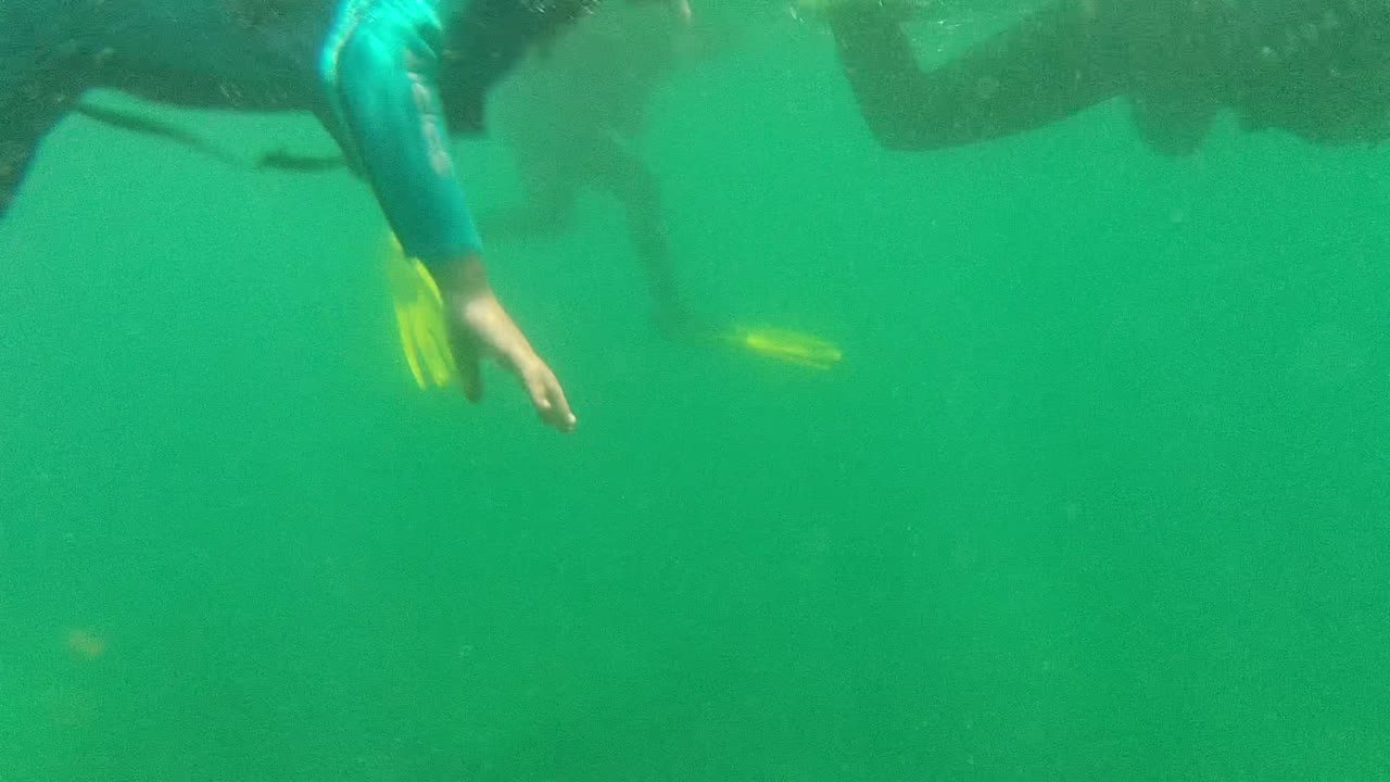 Diver passing overhead with small yellow fish in green water.