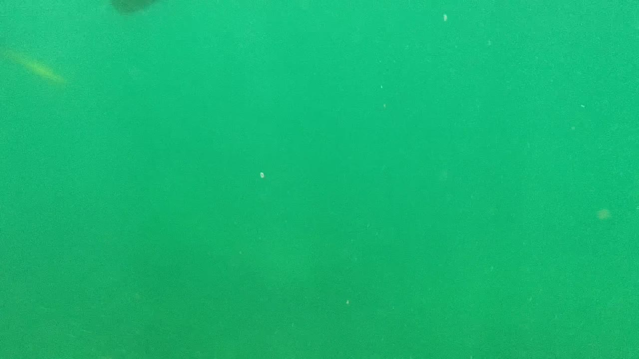 The frame opens into mostly green Cabo Pulmo water with faint small fish in the distance and no visible people.
