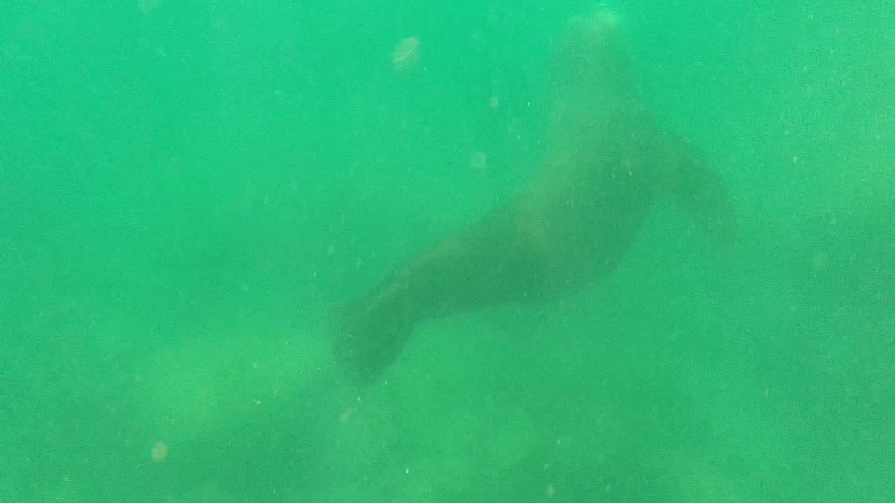 A sea lion moves through green underwater haze in Cabo Pulmo, Baja California Sur, Mexico, with no visible people in this opening frame.