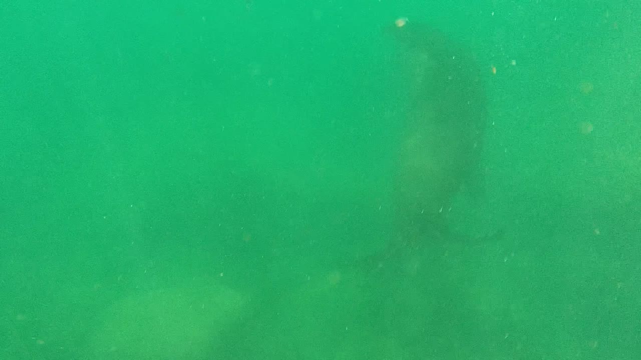 Sea lion silhouette farther right in green water.