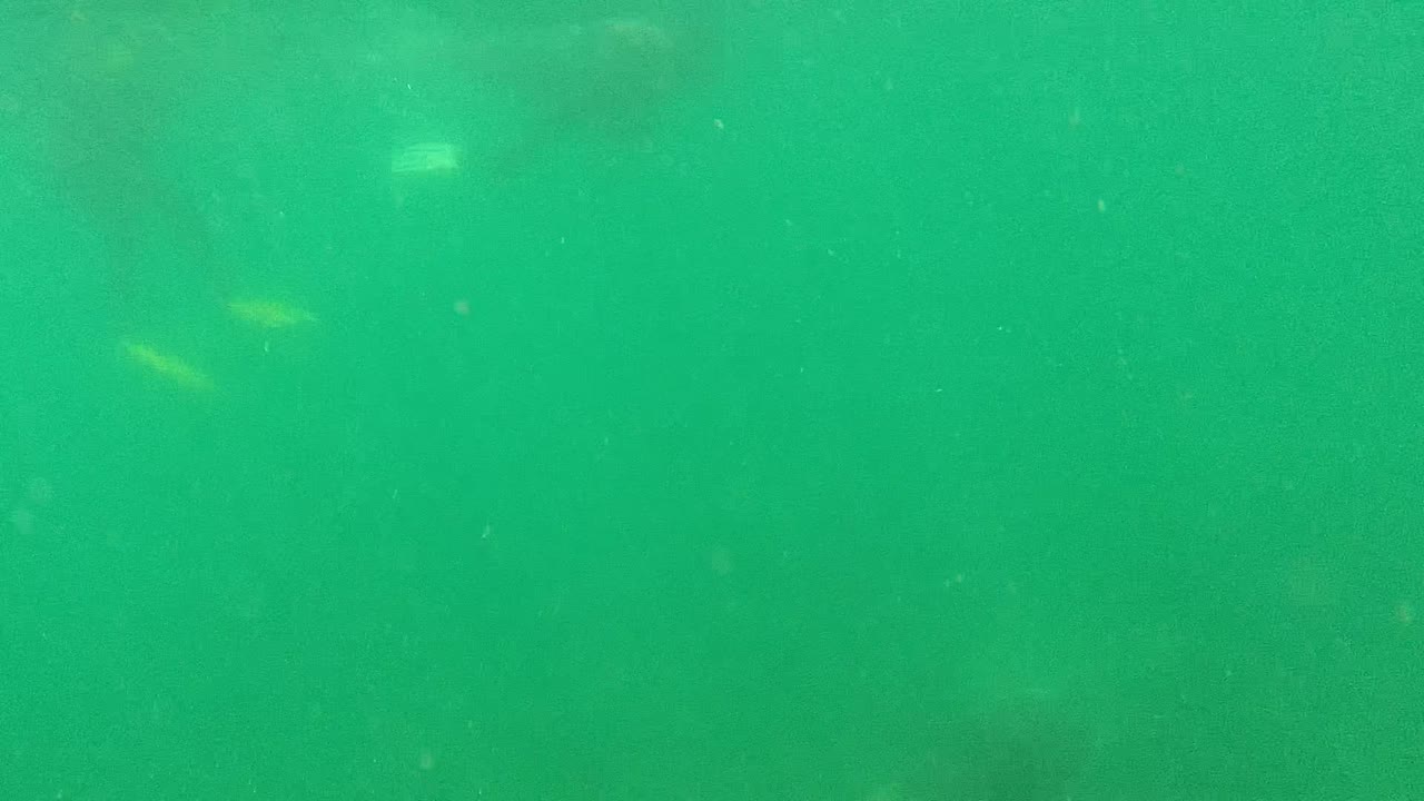 Murky green underwater frame from Cabo Pulmo with faint small fish shapes in the haze and no clearly visible people.