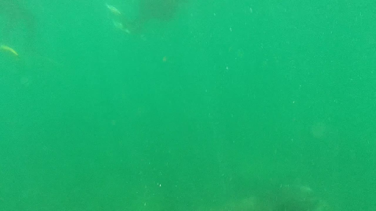 Green underwater scene with faint marine shapes in the background.