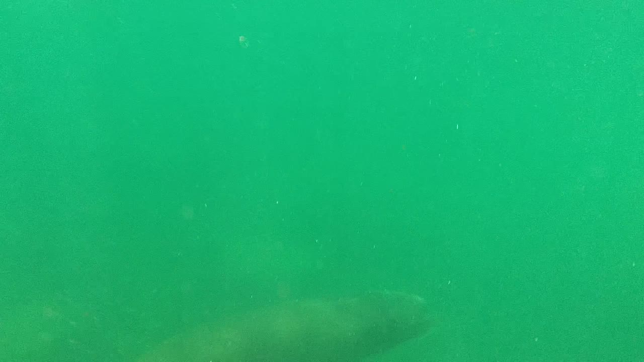 A seal silhouette appears in the right side of the Cabo Pulmo frame, moving through murky green water with faint fish shapes around it and no clearly visible people.