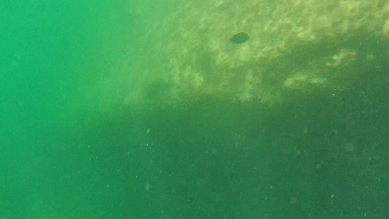 Green underwater frame from Cabo Pulmo, Baja California Sur, Mexico, with a small dark fish near the upper center, suspended particles in the water, and no visible people.