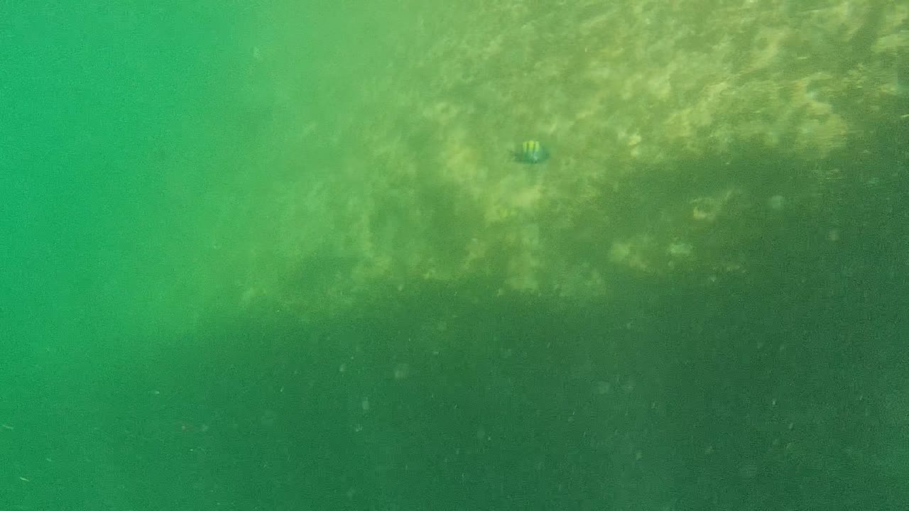 Green underwater water column with a small striped fish near the upper right.
