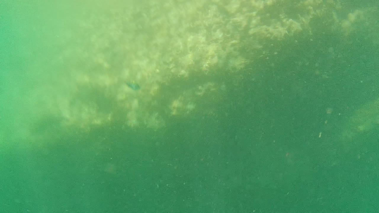 Murky green underwater frame from Cabo Pulmo with a tiny blue fish-like shape near the upper middle, diffuse surface light, suspended particles, and no visible people.