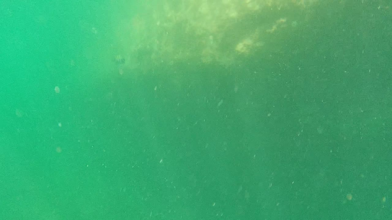 Cabo Pulmo underwater view with a rocky or coral background along the upper frame, green water below, drifting particles, and no visible people.