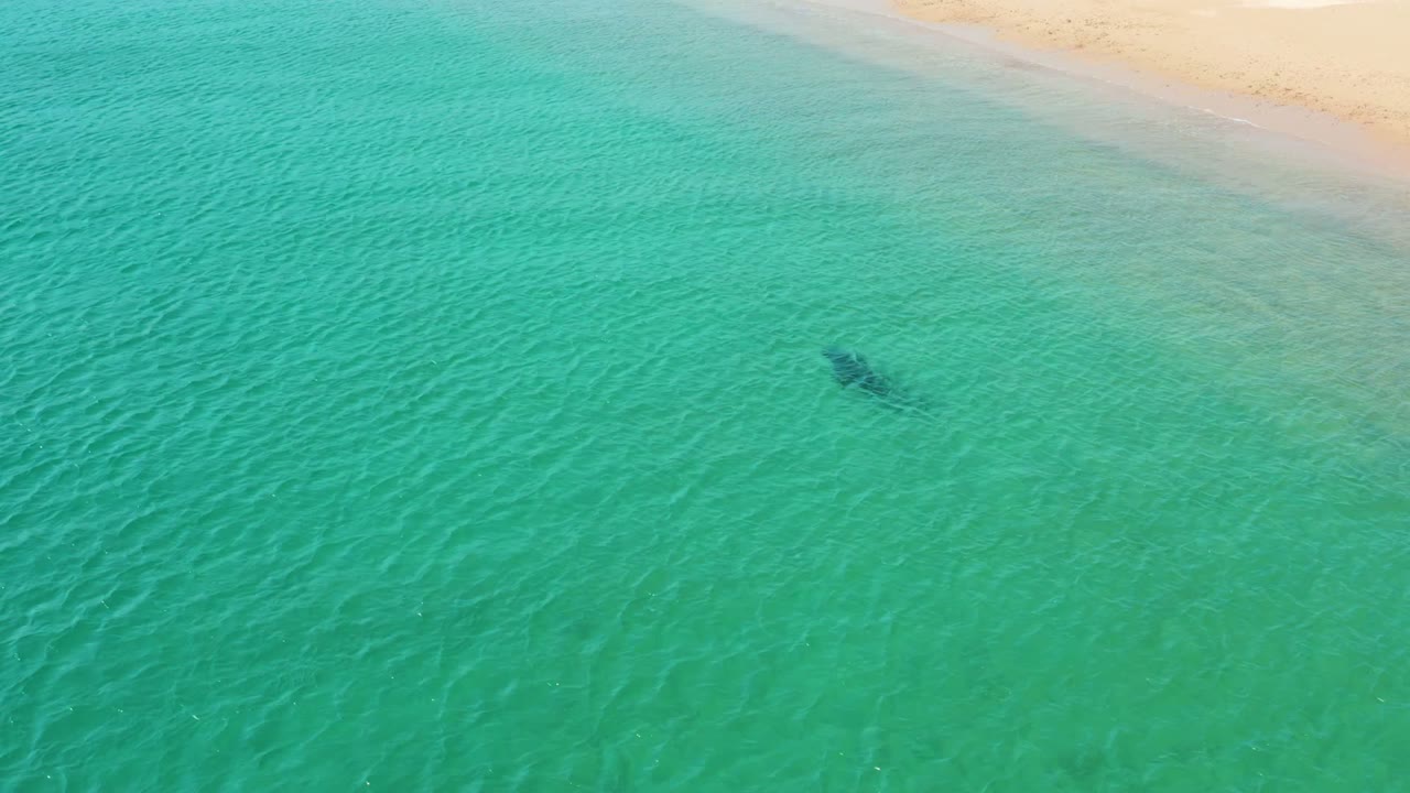 Swimmer seen from above in shallow turquoise ocean beside the beach.