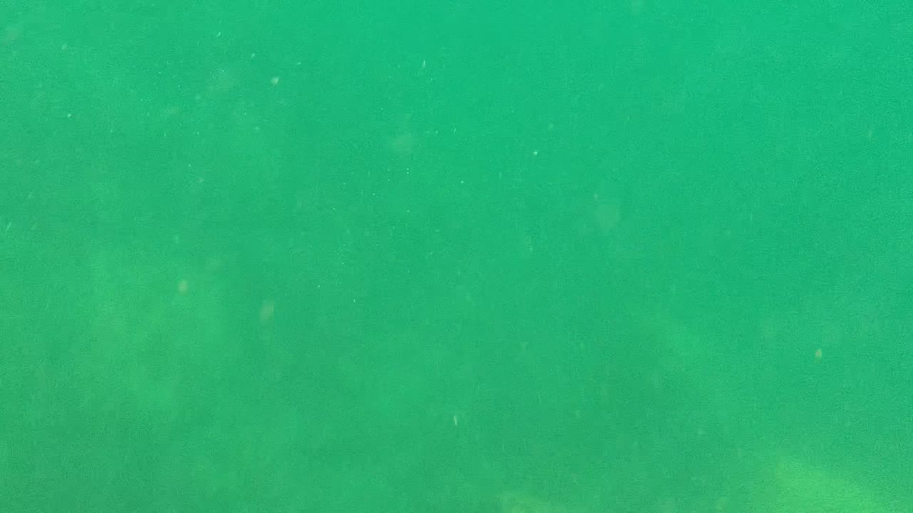 Green shallow underwater view in Cabo Pulmo with suspended particles and no visible people at the start of the clip.