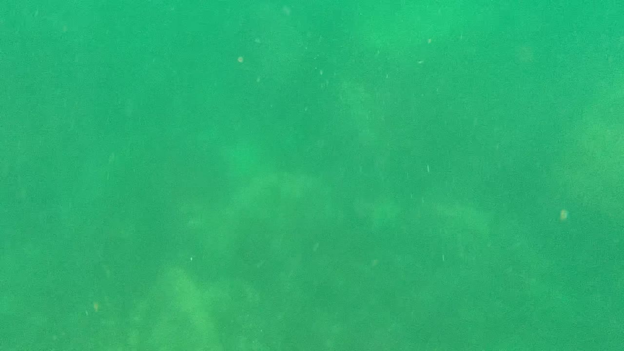 Green underwater frame from Cabo Pulmo, Mexico, with suspended particles, soft cloudy water patches, faint fish shapes, and no visible people.