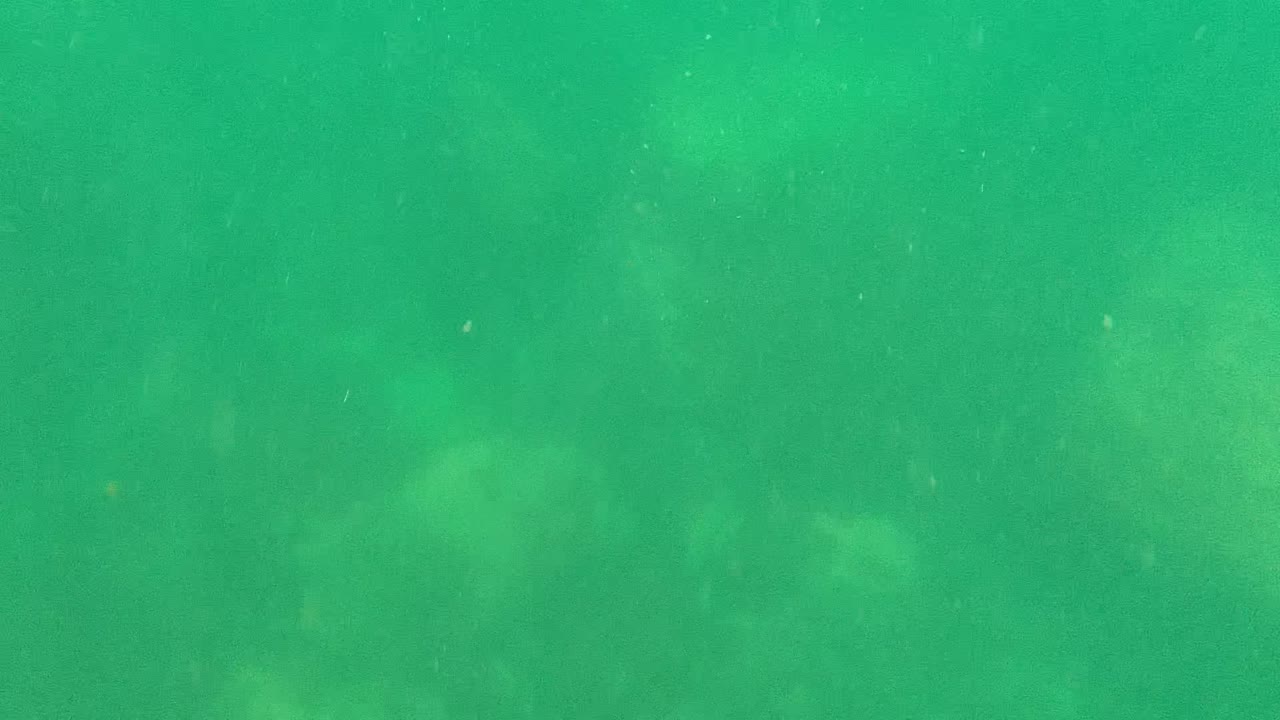 Green water with particles and faint underwater forms