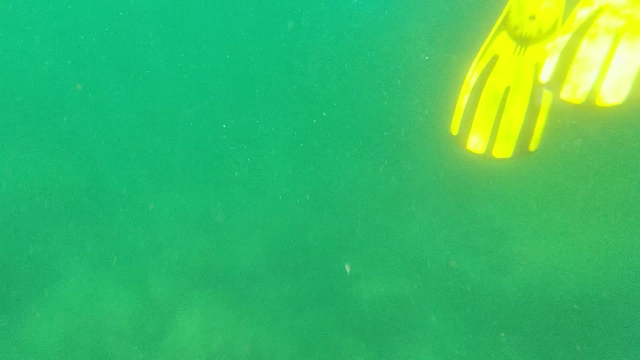 Yellow fins cross the upper left of a green underwater scene.