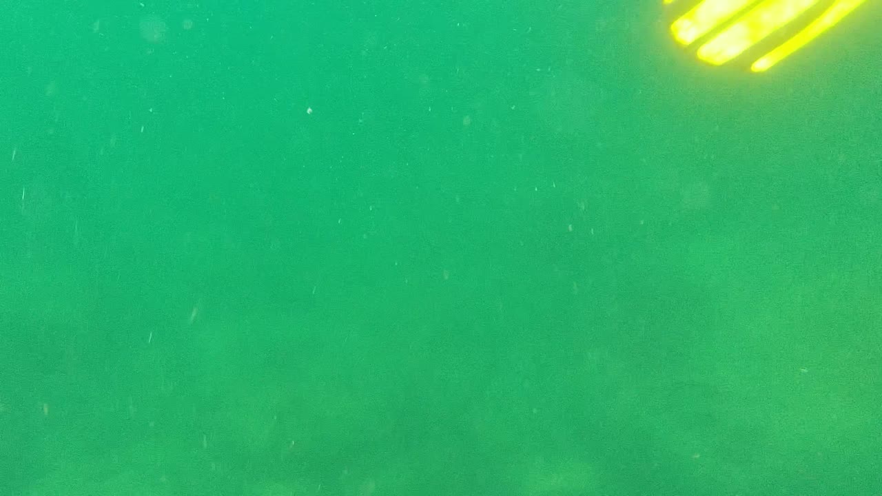 At 0:02 in Cabo Pulmo, bright yellow fin tips sit near the top center above open green water and a soft sandy bottom, with no visible people.