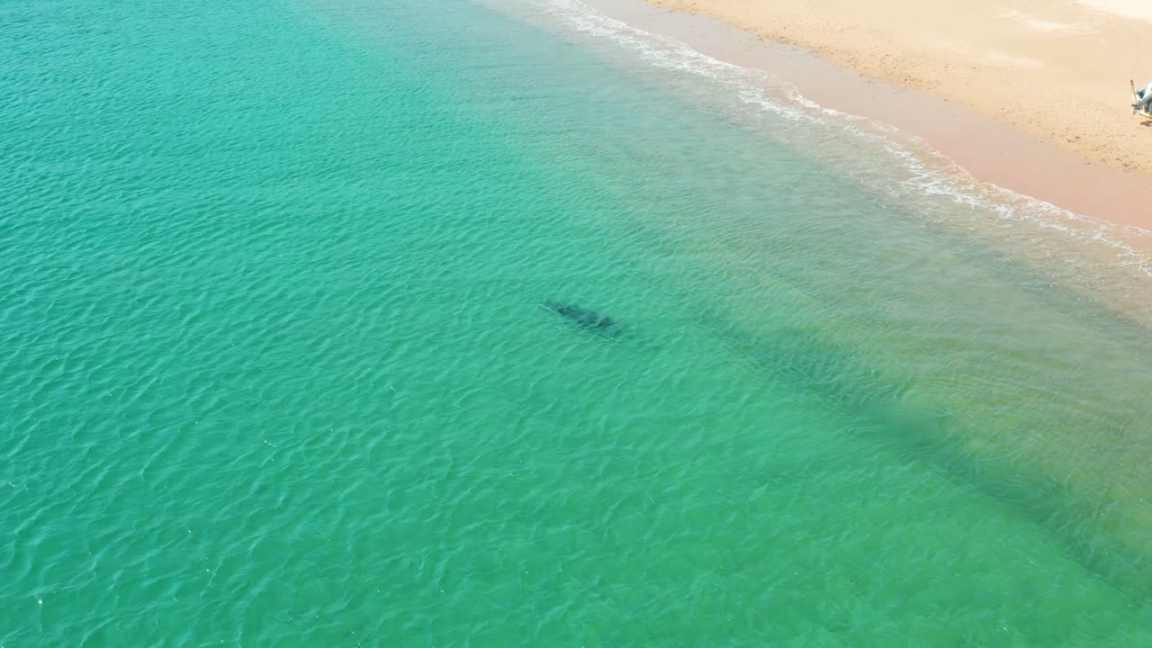 Aerial frame from Los Frailes, Los Cabos showing a dark marine animal shape below shallow turquoise water near the pale beach, with no visible people.