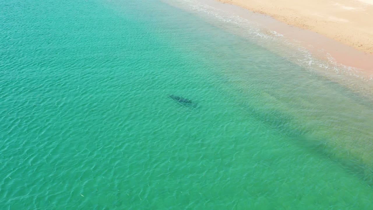 Marine animal swimming beneath clear turquoise water beside a beach.