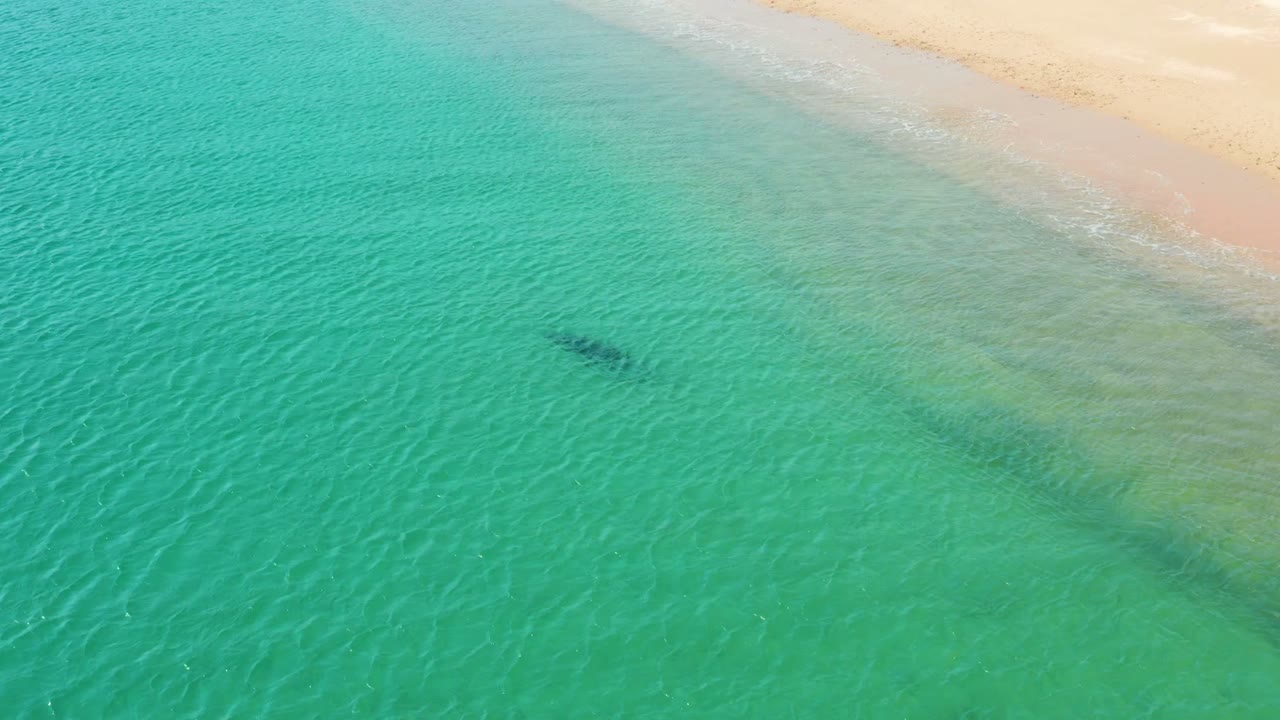 High overhead frame in Los Frailes with the marine animal under rippled turquoise water and the pale sandy beach along the upper edge, no visible people.