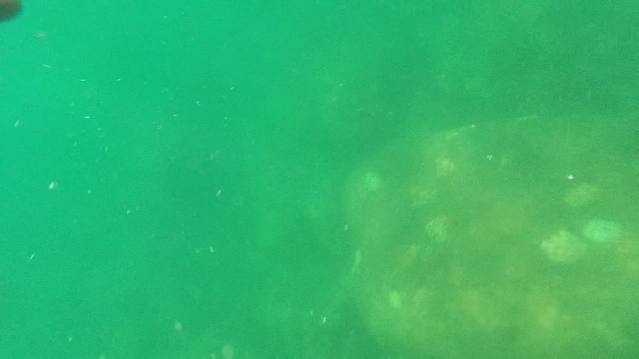 Green underwater view in Cabo Pulmo with faint rocky shapes in the background, suspended particles, and no visible people in this frame.