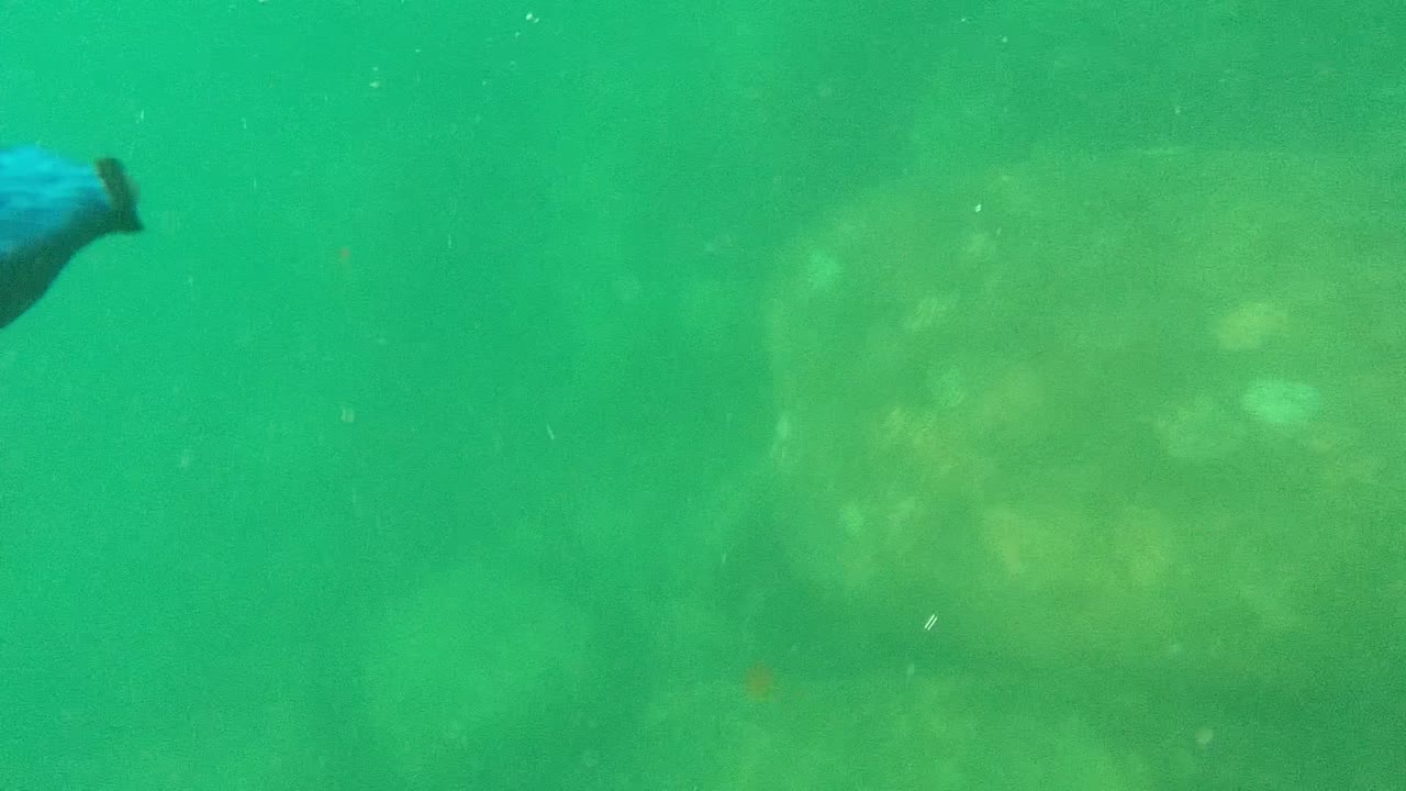 Blue and black gloved hand near the top of green water.
