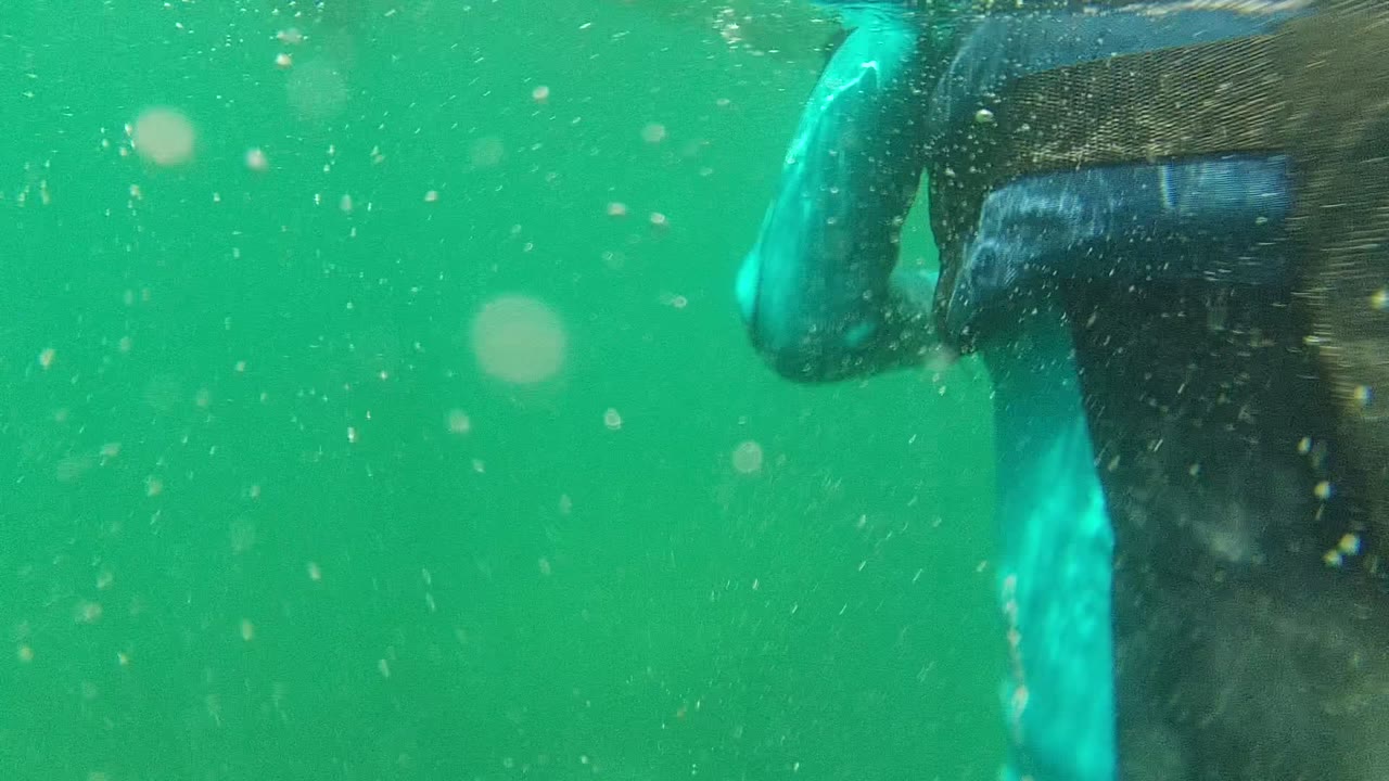 At 0:02 in Cabo Pulmo, the frame is dominated by green water and suspended particles with only a faint cropped trace of the diver near the edge.
